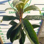Mišpula japonská (Eriobotrya japonica) ´TANAKA´ - výška 110-120 cm, kont. C12L (-12°C)